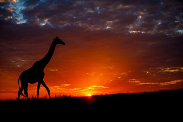 1009215dmii9215 063236   kopie