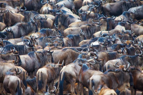 1009205dmii9205 083339