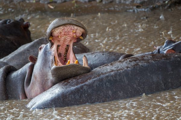 1009211dmiv9211 155415